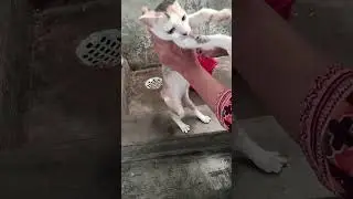 Cute Kitten Cleaning Day 🐾✨ #CuteKitten #KittenCleaning #FluffyCat #TheFurryLife #catcare #newshorts