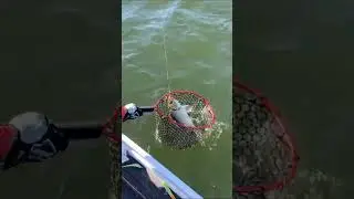 #rapala #crushcitysuspect #shorts #shortsvideo