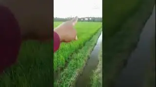 MY BROTHER IN LAW'S RICE FARM / RICE FARM IN BICOL PROVINCE / ATE LORN'S CHANNEL