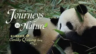 Cloudy Qinling Series Ep. 3: Anecdotes of the giant panda