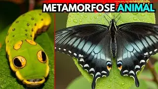 As Lagartas Mais Incríveis do Mundo: A Surpreendente Metamorfose da Vida Selvagem 🦋🐛