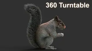 Gray squirrel xgen 360 turntable | CG Creature artist #stynsour
