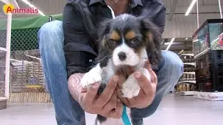 La vie des chiots en magasin