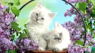 Кошачий микс