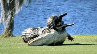 Alligators fight on Florida golf course