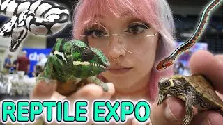 HUGE Florida Reptile Expo! 🐢- With @DanTheTurtleMan & @Dāv Kaufman's Reptile Adventures !