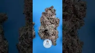 Meet Gary Payton: The Game-Changing Strain! #shorts