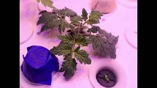 Full Kitchen Hydro Setup | Tomato Edition