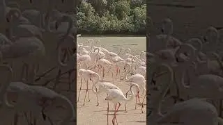 Flamingos || Dubai