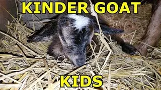 BABIES!!!  Kinder Goat Kids!  JAN 2019