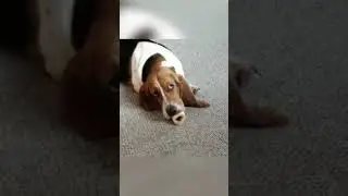 dogs being hilarious #funnypets #funny #petvideos #pets #animals #cute #lovegolden #cutegolden