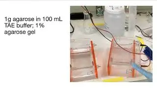 Percent weight/volume (% w/v)