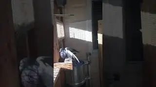 Palomo cubano Quinteron palomo de conquista y trabajo traseando