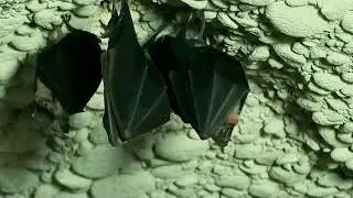 (Matera) Pipistrelli - Documentario Sulle Profonde Gallerie Della Grotta Dei Pipistrelli