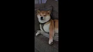 Hugo the Shiba Town Walk St Helier Jersey  4K