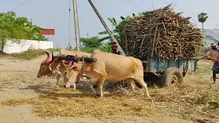Indian Young Bullock Cart Heavy Load Pulling Performance | New Young Bulls