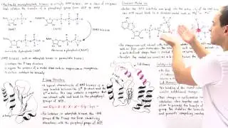 NMP Kinases