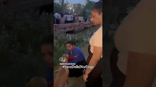 Save Street Dogs Of Delhi NCR, Prince 🐕credit @IndianNationalCongress@rahulgandhi #socialwork
