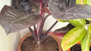 How To Grow #philodendron   Like pro