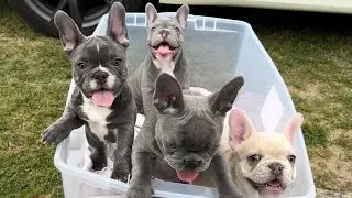 Exotic Rare Colors | AKC Registered and DNA Health Tested | French Bulldog Puppies in North Carolina
