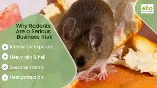 Affordable Rodent Removal for Small Businesses in Perth | Fast & Eco-Safe