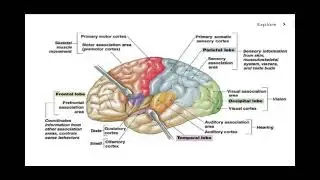 Motor and Sensory Areas of the Brain