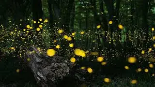 Most Inspirational Music Ever: Fireflies by Lights And Motion