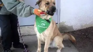 Video of adoptable pet Buster