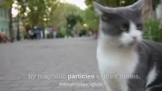 Cats' Secret Magnetic Navigation Revealed 🧲🐱