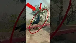 Black Devil 😈.Kabooter king 🕊 ✌️ #pigeon #bird #kabootar #viral #viralvideo #viralshorts #video 🔔❤️