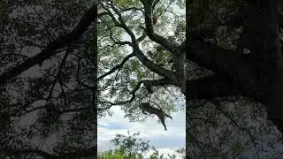 Leopard Survives 6 Metre Fall After Fighting Rival