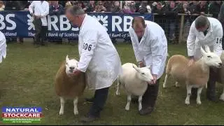 Interbreed pairs sheep at the Royal Highland Show 2013 - courtesy of Natural Stockcare