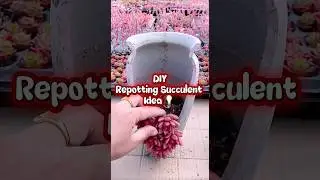 DIY Repotting Succulent Idea 💡. #shorts , #flowerarrangements