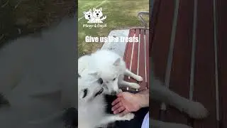 【2 Japanese Spitz】Give us the treats　 #puppy　 #shorts