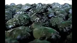 Lagu Belitong - Satam (Batu Satam)