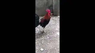 Ang ating munting manukan. 😍 #sabong #gamefowlnation #rooster #nokis #backyardbreeders 