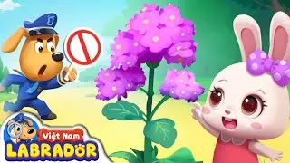 Không chạm vào cây dại | Hoạt hình BabyBus | Hoạt hình cảnh sát trưởng Labrador | BabyBus