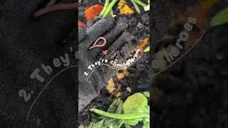 Эти &laquo;питомцы&raquo; поедают ваши остатки еды, снижают выбросы метана и выделяют &laquo;растительное золото&raquo; и...