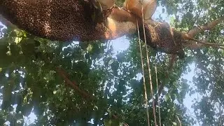 Honey Hunting video