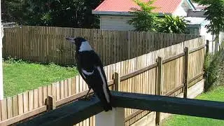 Australian Magpie singing beautifully