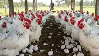 How to Build a DIY Chicken Coop | Step-by-Step Beginner&rsquo;s Guide