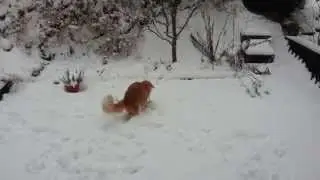 Hieronymus in the Snow