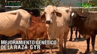 Mejoramiento genético de la raza Gyr - TvAgro por Juan Gonzalo Angel Restrepo