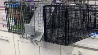 Furball Farm Cat Sanctuary is live!