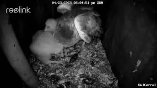 Sleep Has Changed. Older Owlets Snuggle Against, Rather Than Under, Mom. Owl Box C- 4/23/23- 8:04 pm