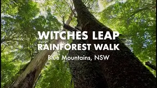Witches Leap Rainforest Walk Blue Mountains, NSW