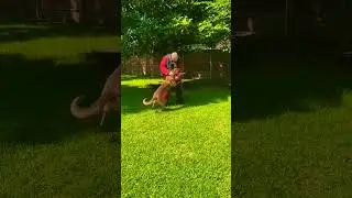 Rex is a male Malinois Home Security Dog