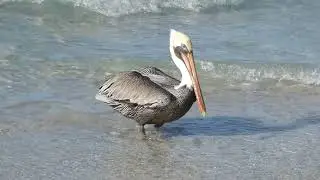 Pelicans, Atlantic Ocean, Varadero, Cuba - clip P1300314