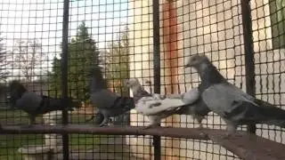 Moj ljubimac-Pomorisac Stefan
