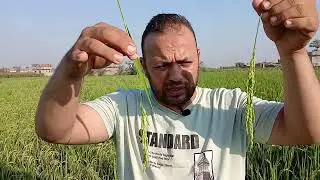 الحبوب لونها بني داخل السنابل في محصول الأرز